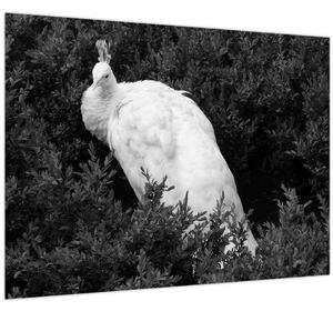 Kép - Páva, fekete-fehér (70x50 cm)