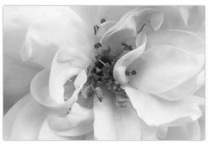 Kép - Virág, fekete-fehér (90x60 cm)