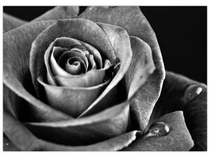 Kép - Rózsa, fekete-fehér (70x50 cm)