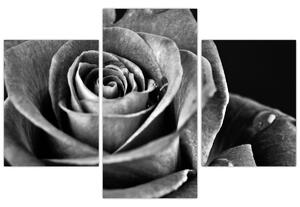 Kép - Rózsa, fekete-fehér (90x60 cm)