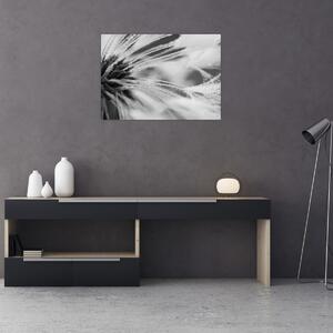 Kép - Makró, fekete-fehér (70x50 cm)