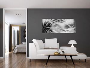 Kép - Makró, fekete-fehér (120x50 cm)