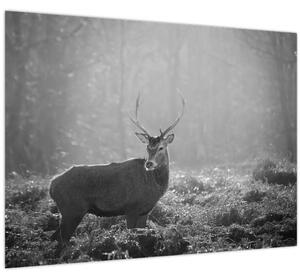 Kép - Szarvas az erdőben, fekete-fehér (70x50 cm)