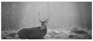 Kép - Szarvas az erdőben, fekete-fehér (120x50 cm)