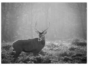 Kép - Szarvas az erdőben, fekete-fehér (70x50 cm)