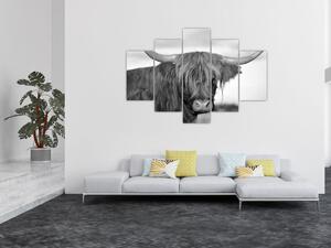 Kép - Skót tehén 2, fekete-fehér (150x105 cm)