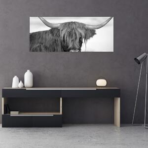 Kép - Skót tehén 2, fekete-fehér (120x50 cm)