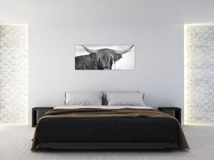 Kép - Skót tehén 2, fekete-fehér (120x50 cm)