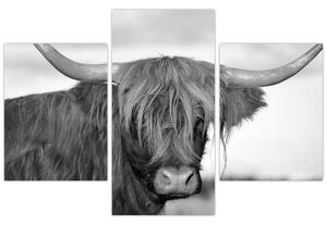 Kép - Skót tehén 2, fekete-fehér (90x60 cm)