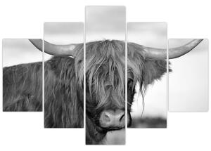 Kép - Skót tehén 2, fekete-fehér (150x105 cm)
