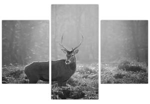 Kép - Szarvas az erdőben, fekete-fehér (90x60 cm)