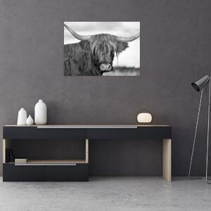 Kép - Skót tehén 2, fekete-fehér (70x50 cm)