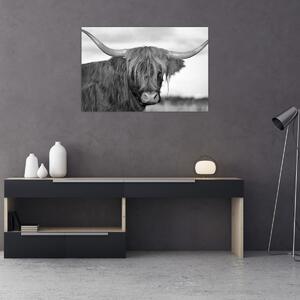 Kép - Skót tehén 2, fekete-fehér (90x60 cm)
