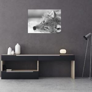 Kép - Farkas, fekete-fehér (70x50 cm)