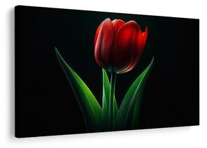Kép vörös tulipán elegancia