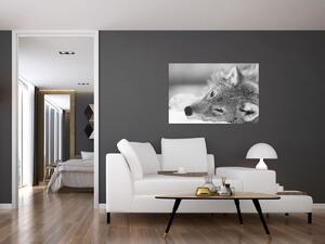 Kép - Farkas, fekete-fehér (90x60 cm)