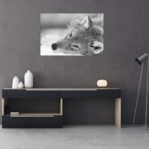 Kép - Farkas, fekete-fehér (90x60 cm)