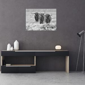 Kép - Skót tehenek, fekete-fehér (70x50 cm)