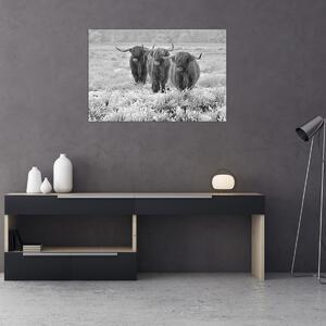 Kép - Skót tehenek, fekete-fehér (90x60 cm)