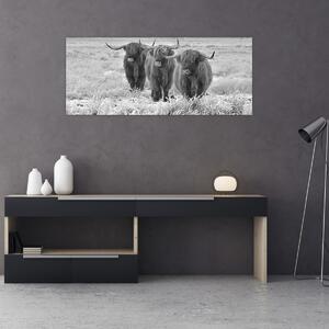 Kép - Skót tehenek, fekete-fehér (120x50 cm)