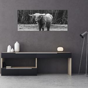Kép - Skót tehén 3, fekete-fehér (120x50 cm)