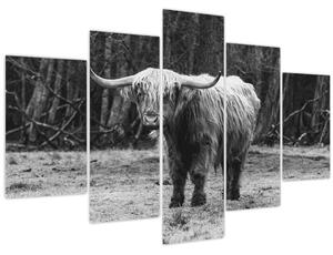 Kép - Skót tehén 3, fekete-fehér (150x105 cm)