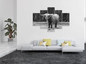 Kép - Skót tehén 3, fekete-fehér (150x105 cm)