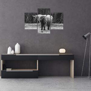 Kép - Skót tehén 3, fekete-fehér (90x60 cm)
