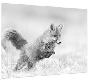 Kép - Ugró róka, fekete-fehér (70x50 cm)