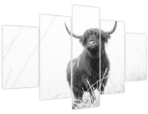 Kép - Skót tehén 4, fekete-fehér (150x105 cm)