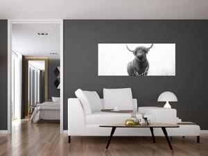 Kép - Skót tehén 4, fekete-fehér (120x50 cm)