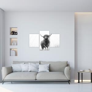 Kép - Skót tehén 4, fekete-fehér (90x60 cm)
