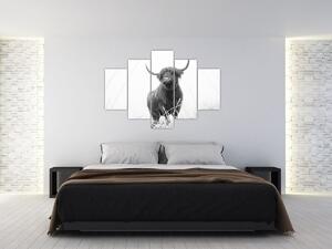Kép - Skót tehén 4, fekete-fehér (150x105 cm)
