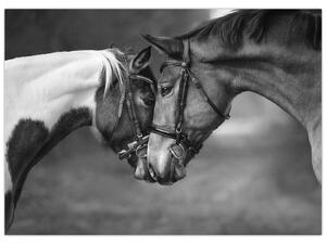 Kép - Szerelmes lovak, fekete-fehér (70x50 cm)