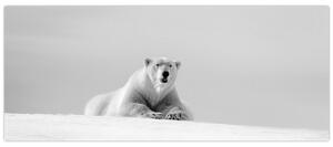 Kép - Jegesmedve, fekete-fehér (120x50 cm)