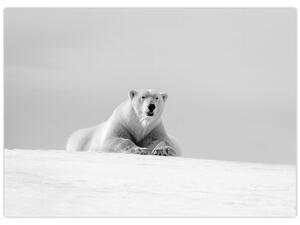 Kép - Jegesmedve, fekete-fehér (70x50 cm)