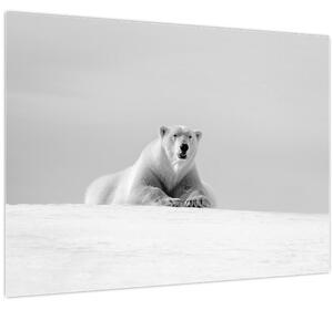Kép - Jegesmedve, fekete-fehér (70x50 cm)