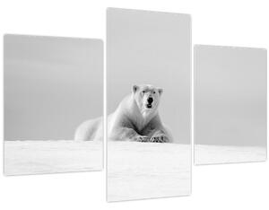 Kép - Jegesmedve, fekete-fehér (90x60 cm)