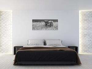 Kép - Skót tehén 5, fekete-fehér (120x50 cm)