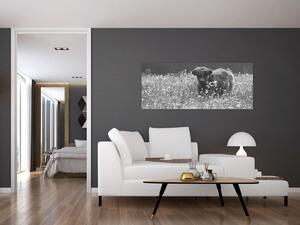 Kép - Skót tehén 5, fekete-fehér (120x50 cm)