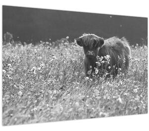Kép - Skót tehén 5, fekete-fehér (90x60 cm)