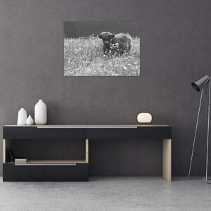 Kép - Skót tehén 5, fekete-fehér (70x50 cm)