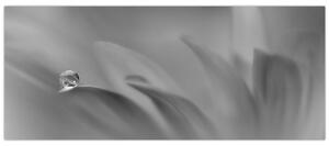 Kép - Csepp a virágon, fekete-fehér (120x50 cm)