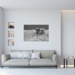 Kép - Skót tehén 5, fekete-fehér (90x60 cm)
