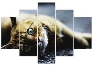 Macska képe (150x105 cm)