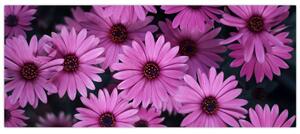 Rózsaszín virágok képe (120x50 cm)