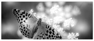 Kép - Részlet egy virágot beporzó pillangóról (120x50 cm)