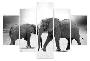Kép - fekete fehér elefántok (150x105 cm)
