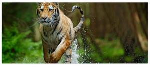 Futó tigris képe (120x50 cm)