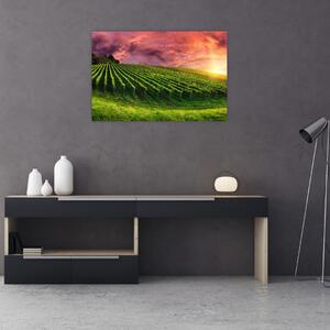 Szőlőskert és a színes égbolt képe (90x60 cm)